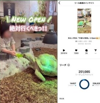 ミナーラ SNSプロモーションのインサイト